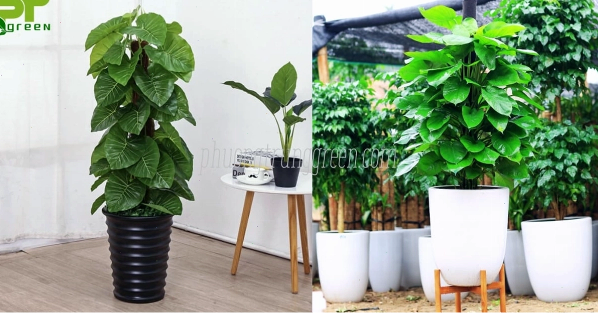 Hướng dẫn cách chăm sóc cây trầu bà leo cột