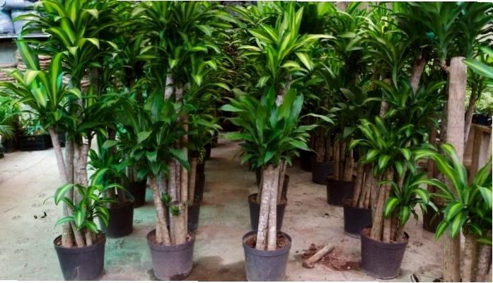 Hướng dẫn cách trồng cây Thiết Mộc Lan từ cành giâm