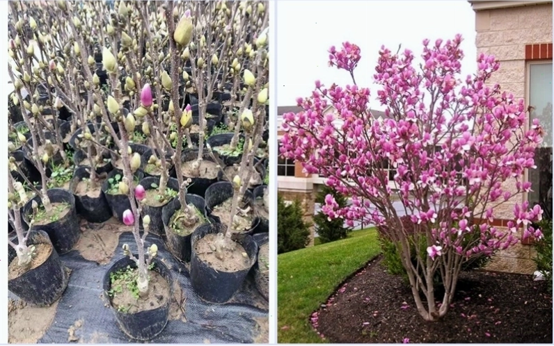 Hướng dẫn cách trồng và chăm sóc cây hoa Mộc Lan