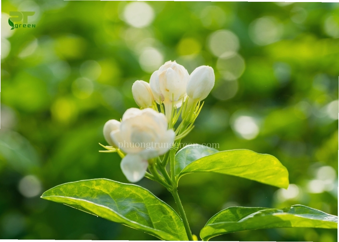 Hương thơm dịu nhẹ của hoa nhài làm say đắm lòng người