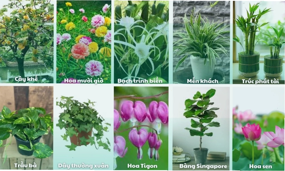 Khám phá các loại cây thích hợp trồng cây sân vườn