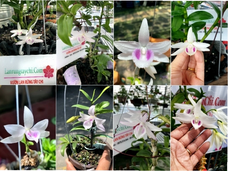 Khu vườn nhỏ với nhiều chậu nhựa trắng trồng cây xanh tốt
