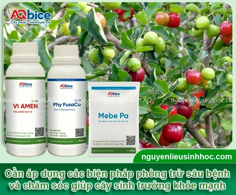 Kỹ thuật chăm sóc cây sơ ri để đạt năng suất cao