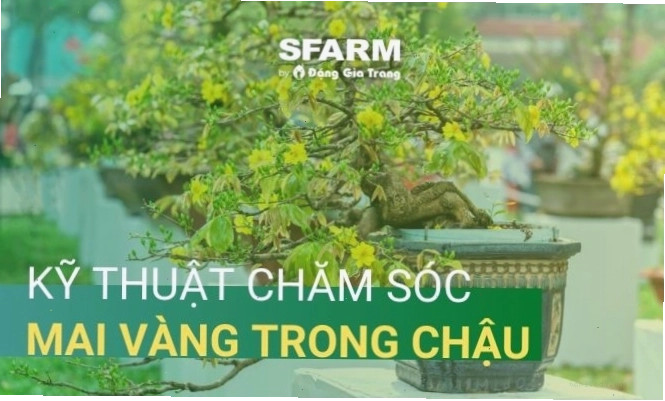 Kỹ thuật chăm sóc mai vàng sau Tết hiệu quả