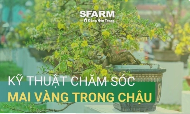 Kỹ thuật chăm sóc mai vàng trong chậu sau Tết