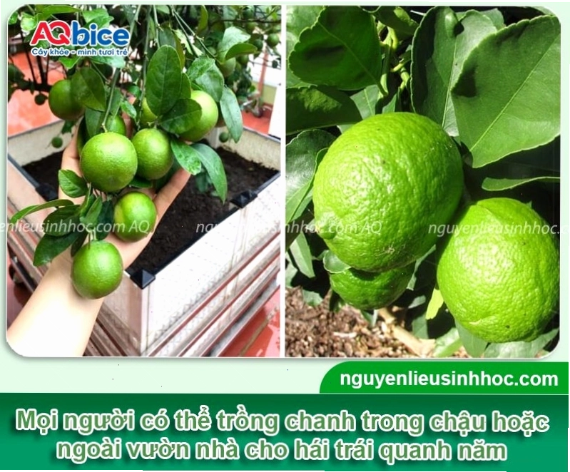 Kỹ thuật trồng cây chanh đúng cách để cây phát triển khỏe mạnh