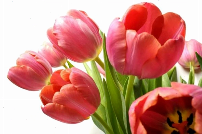 Kỹ thuật trồng củ hoa tulip đúng cách