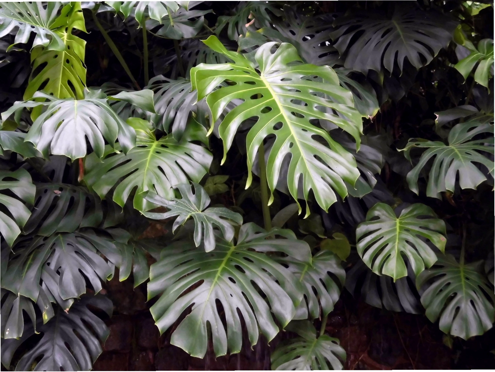 Lá monstera nổi bật với các khe xẻ độc đáo tạo điểm nhấn hiện đại
