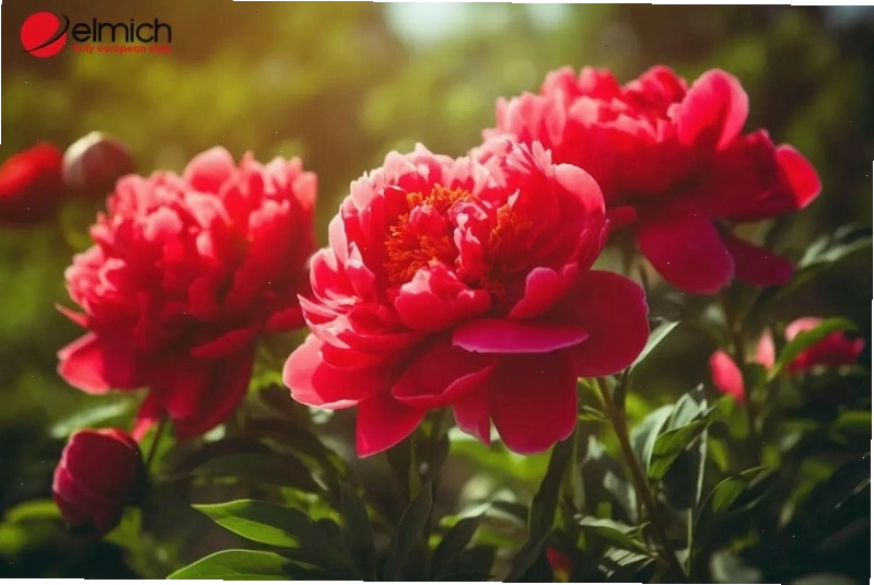 Loại hoa này rất hợp người mệnh Hoả