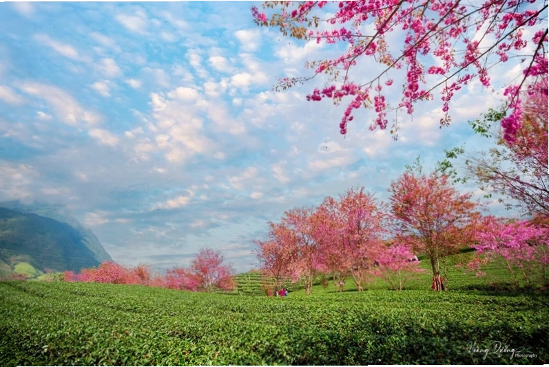 Mai anh đào nở rộ tại đồi chè Ô Quy Hồ mùa xuân