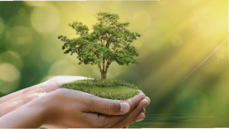 Màu xanh lá cây là màu tượng trưng cho mệnh Mộc, biểu thị sự sống và phát triển