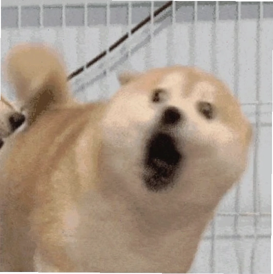 Meme chó la hét thể hiện sự sợ hãi tột độ