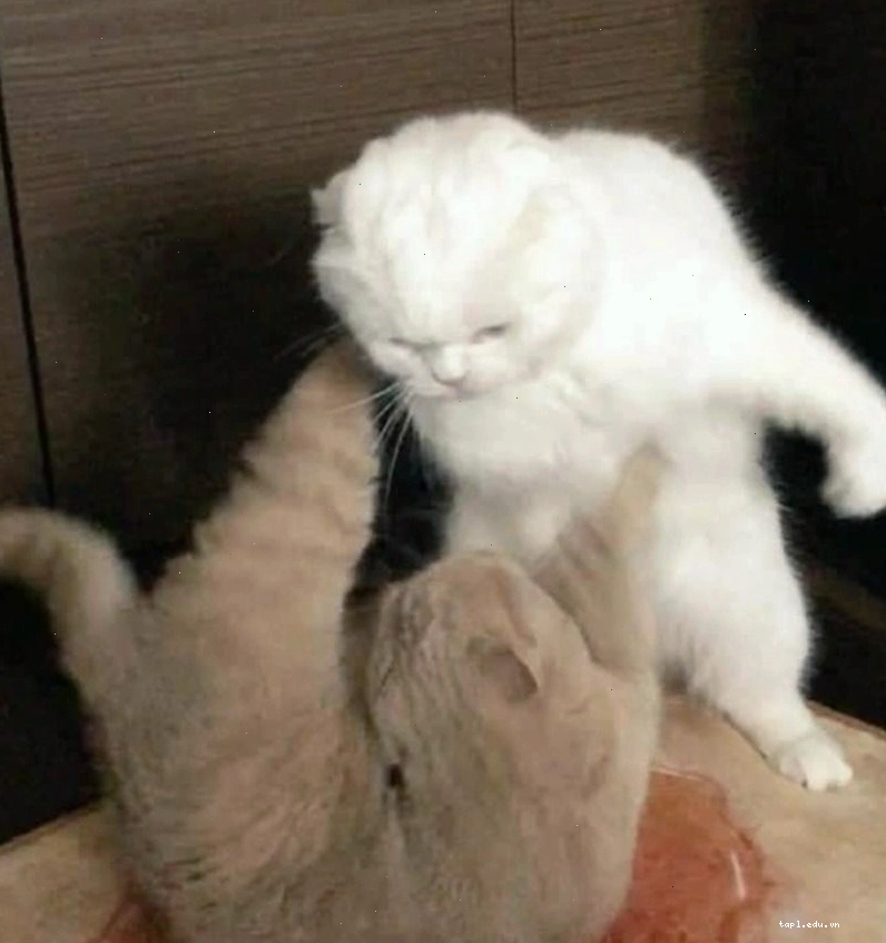 Meme chú chim cánh cụt "đe dọa" bạn bè