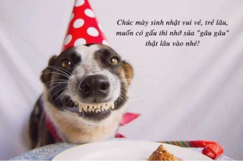 Meme chúc mừng sinh nhật với hình ảnh động vật đáng yêu