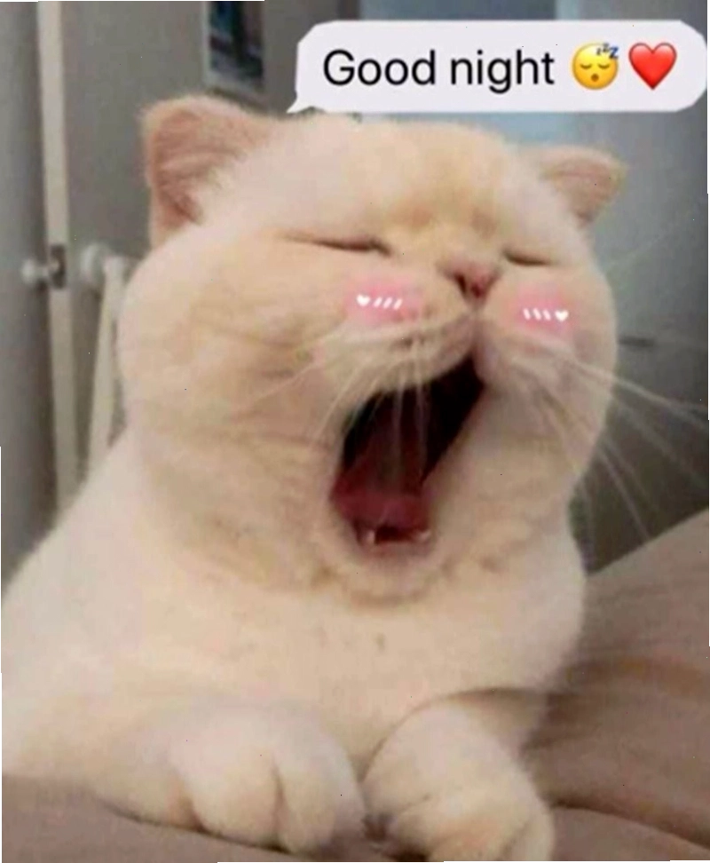 Meme chúc ngủ ngon với hình ảnh chăm sóc