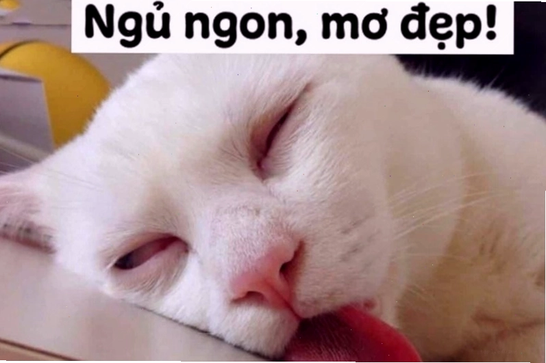 Meme chúc ngủ ngon với hình ảnh chú mèo đang ngáp