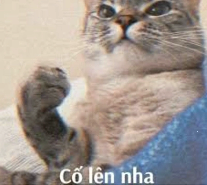 Meme cố lên hài hước hình ảnh chú mèo