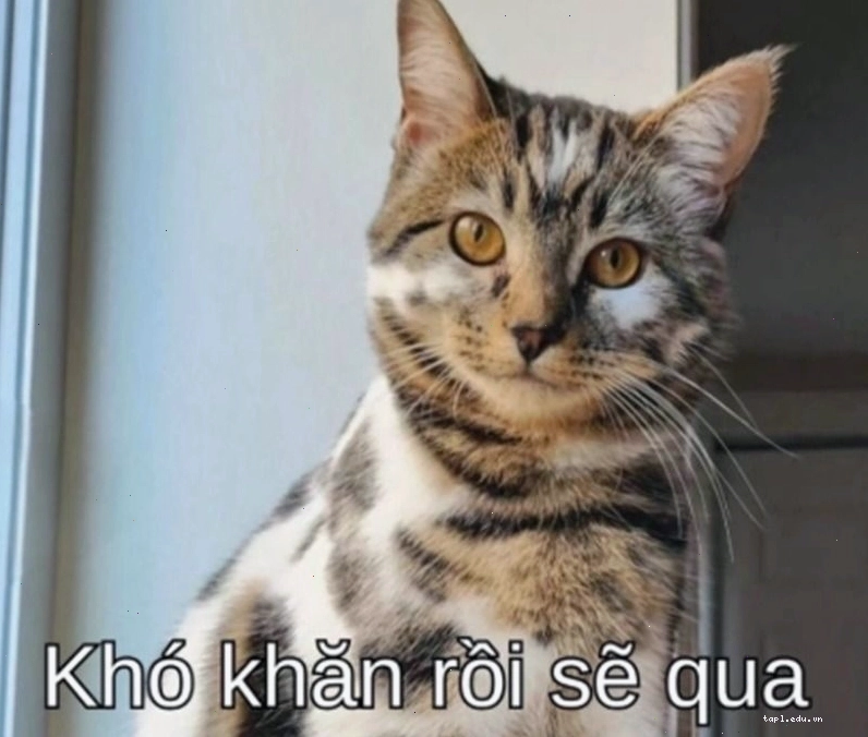 Meme cố lên hình ảnh chú mèo ngộ nghĩnh