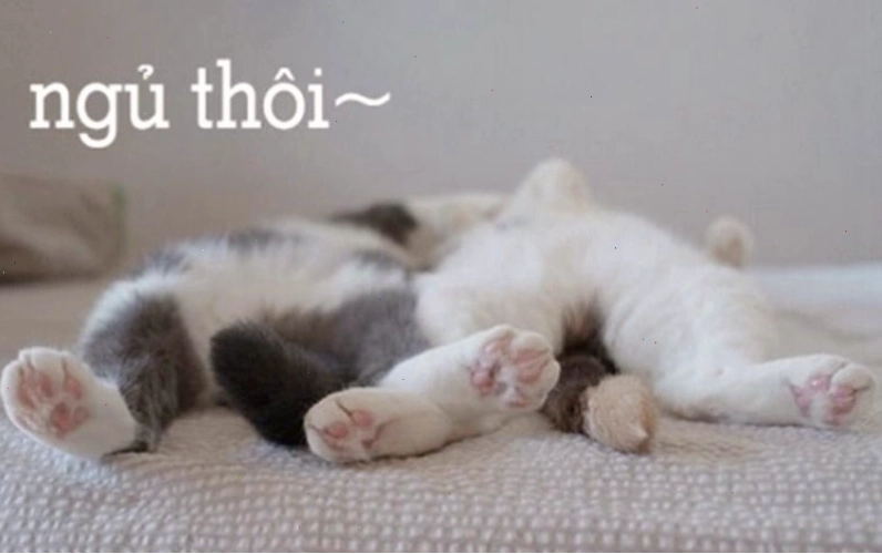 Meme dễ thương với lời chúc ngủ ngon