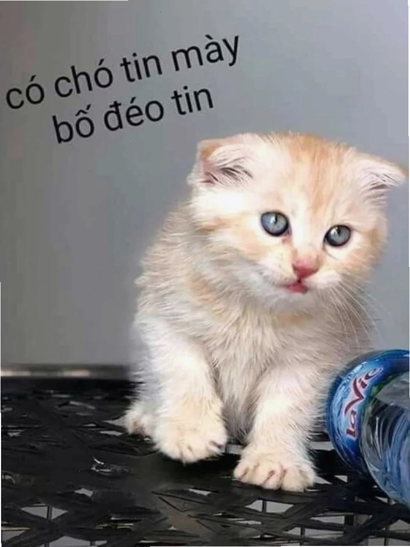 Meme đéo tin hot nhất