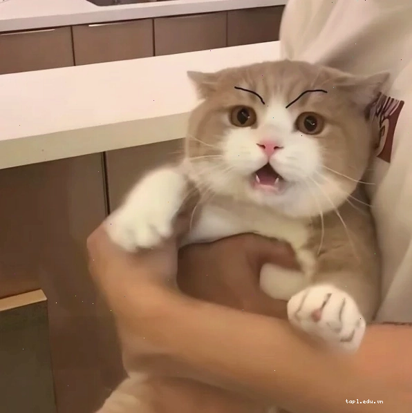 Meme dỗi cute