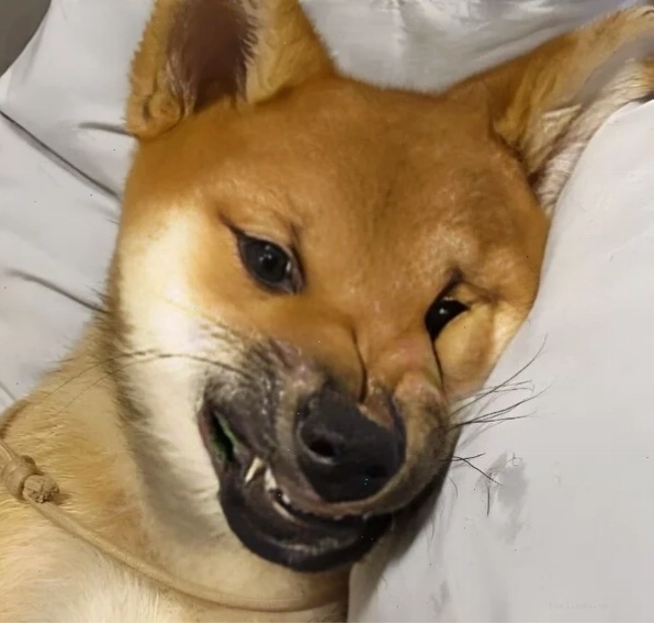 Meme dỗi hờn với các nhân vật hoạt hình