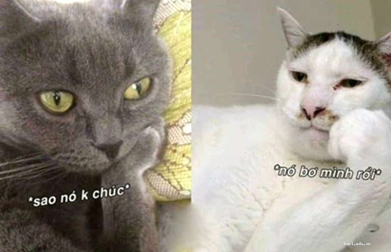 Meme động vật hài hước về giấc ngủ