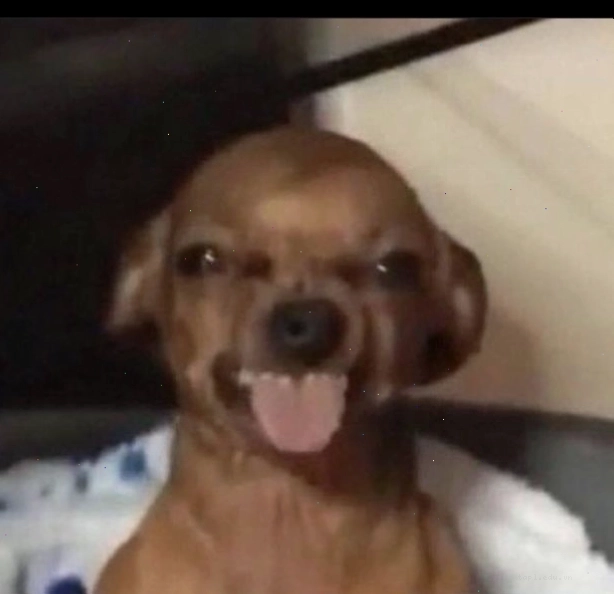 Meme haha dưới dạng GIF vui nhộn