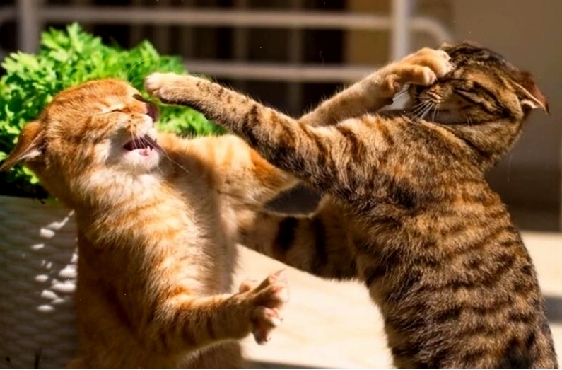 Meme mẹ nghiêm khắc nhắc nhở con cái