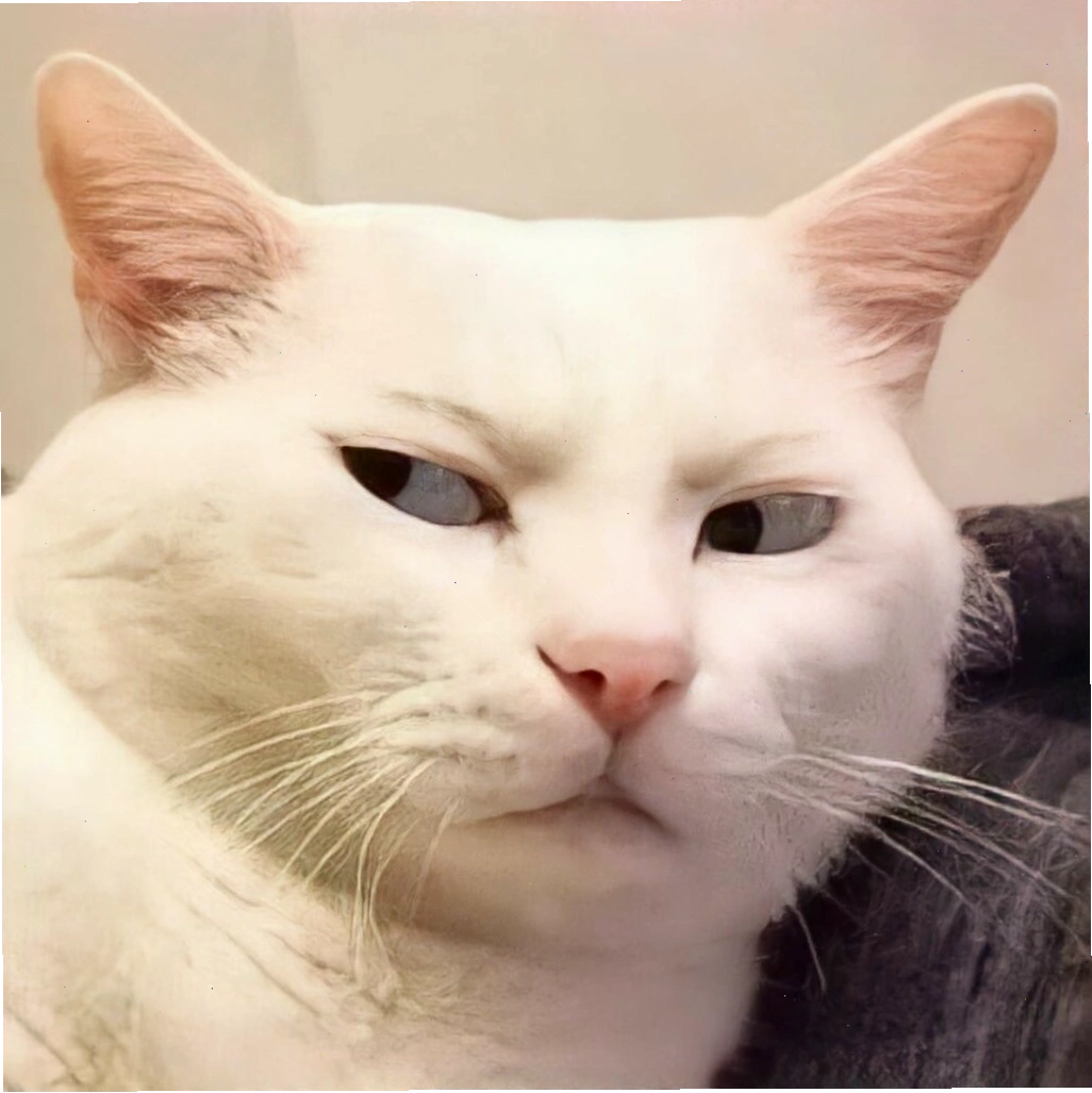 Meme mèo bất ngờ với dáng vẻ "khó đỡ"