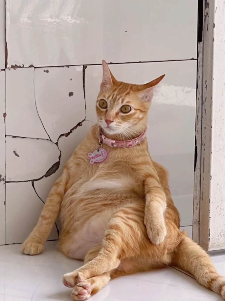 Meme mèo bất ngờ với khuôn mặt biểu cảm