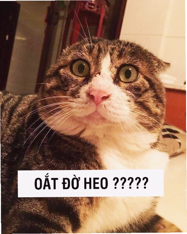 Meme mèo bất ngờ với vẻ mặt khó chịu