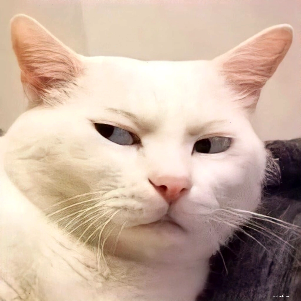 Meme mèo buồn nhìn chằm chằm