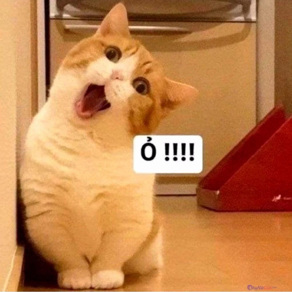 Meme mèo buồn nhìn xa xăm