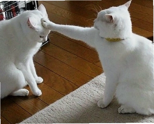 Meme mèo buồn với biểu cảm 