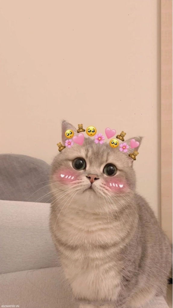 Meme mèo con ngây thơ