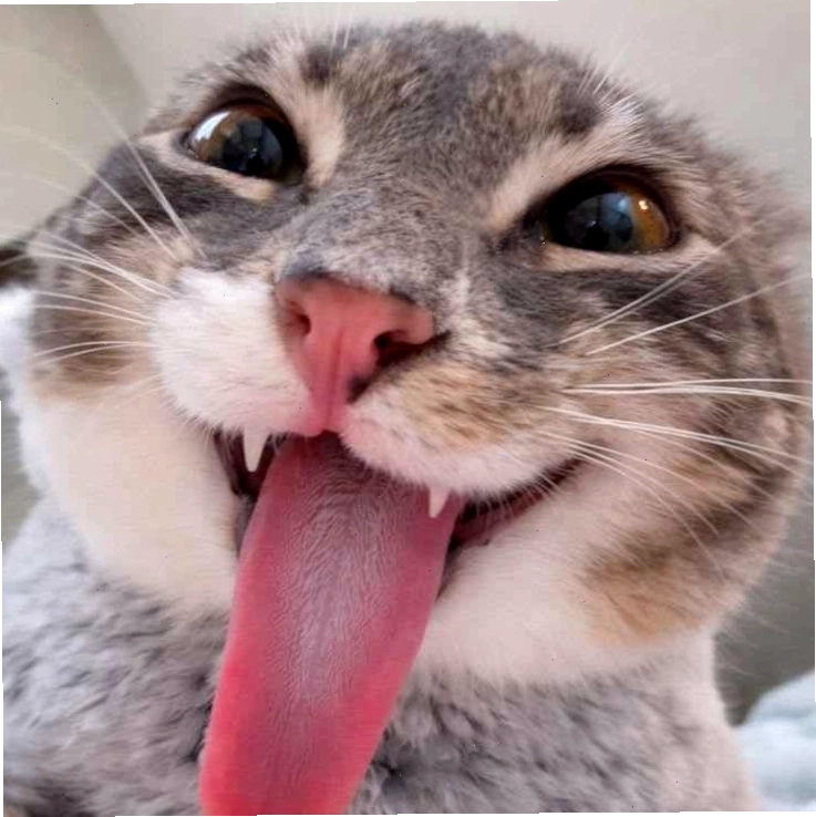 Meme mèo cười đáng yêu