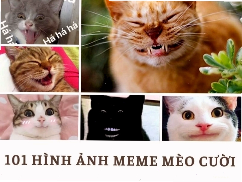 Meme mèo cười dễ thương và hài hước