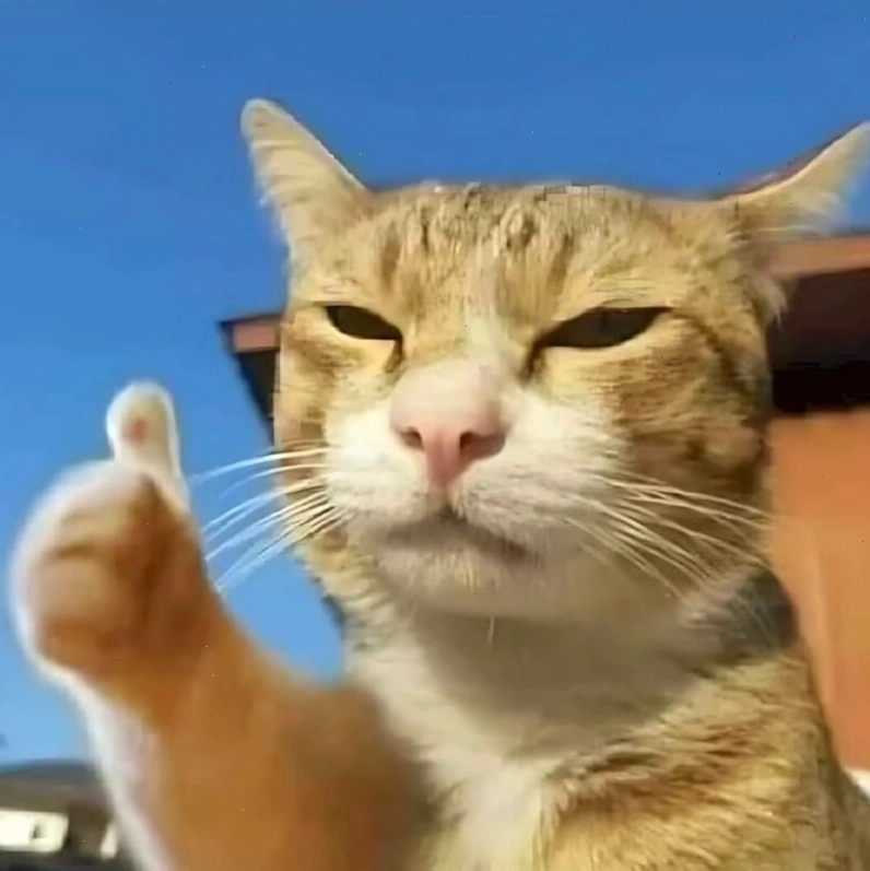 Meme mèo cười thể hiện sự tinh ranh