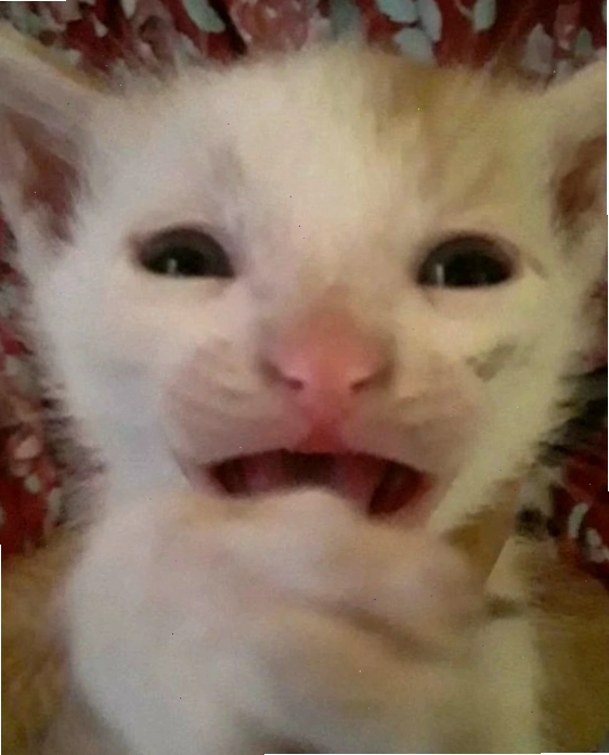 Meme mèo hoảng sợ với biểu cảm đáng yêu
