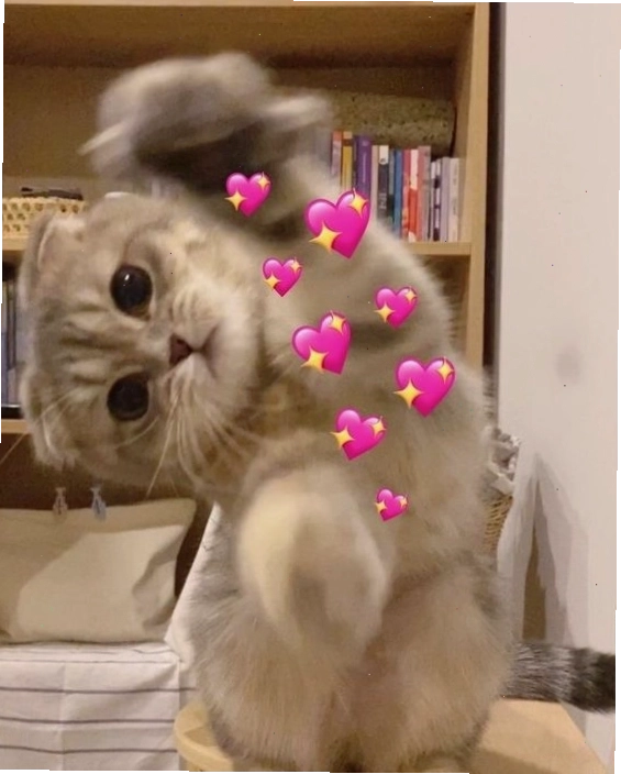 Meme mèo với biểu cảm 