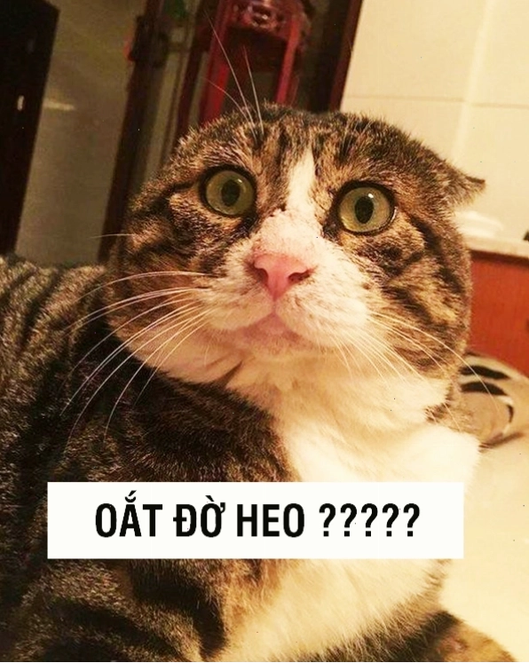Meme mèo với biểu cảm 