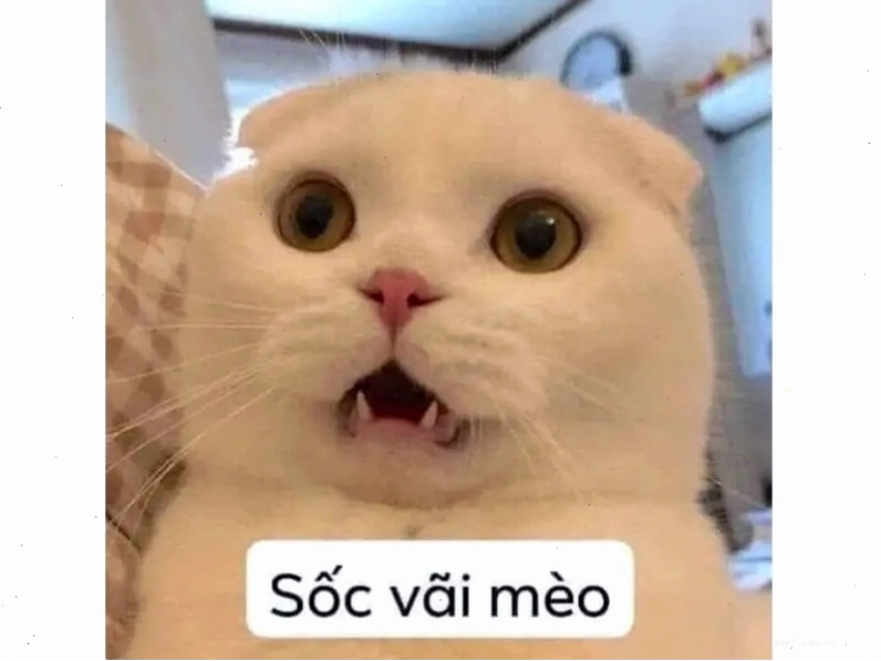 Meme mèo với biểu cảm hài hước, đáng yêu
