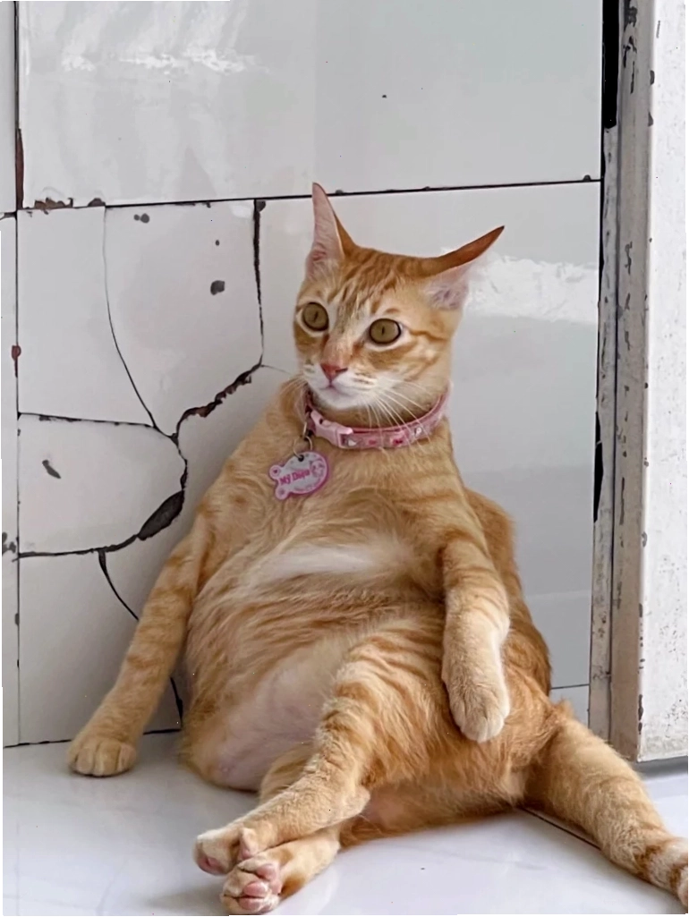 Meme mèo với biểu cảm khó hiểu