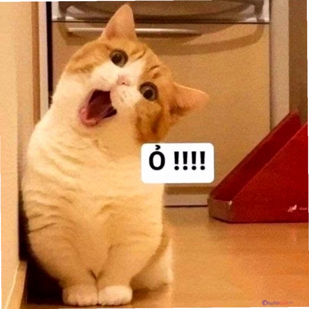 Meme mèo với biểu cảm "khó ở" bất ngờ