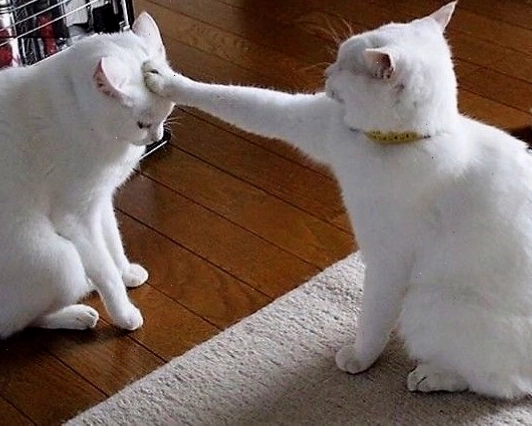 Meme mèo với biểu cảm ngơ ngác bất ngờ