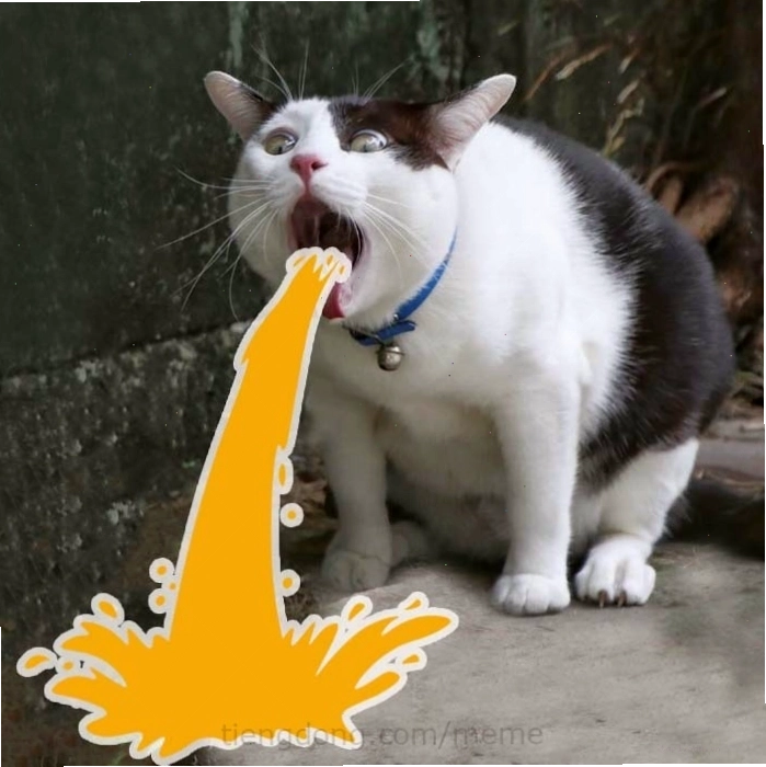 Meme mèo với khuôn mặt khó đỡ