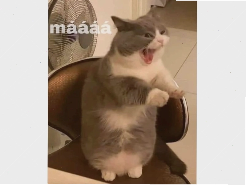 Meme mèo với khuôn mặt "khó đỡ"