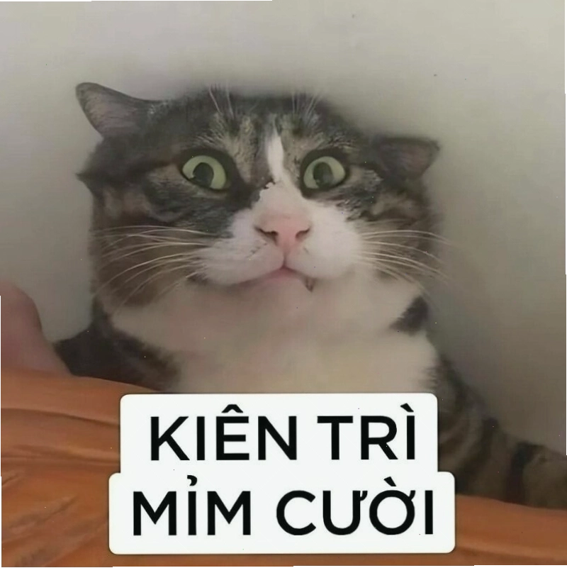 Mèo cười đểu với ánh mắt tinh ranh