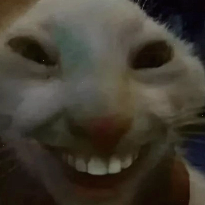 Mèo cười nhe răng ngộ nghĩnh